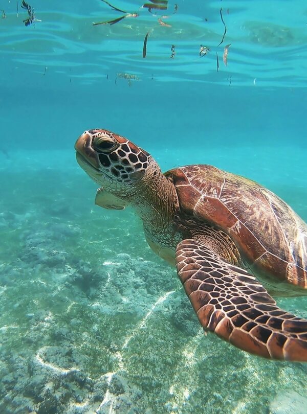 brown sea turtle