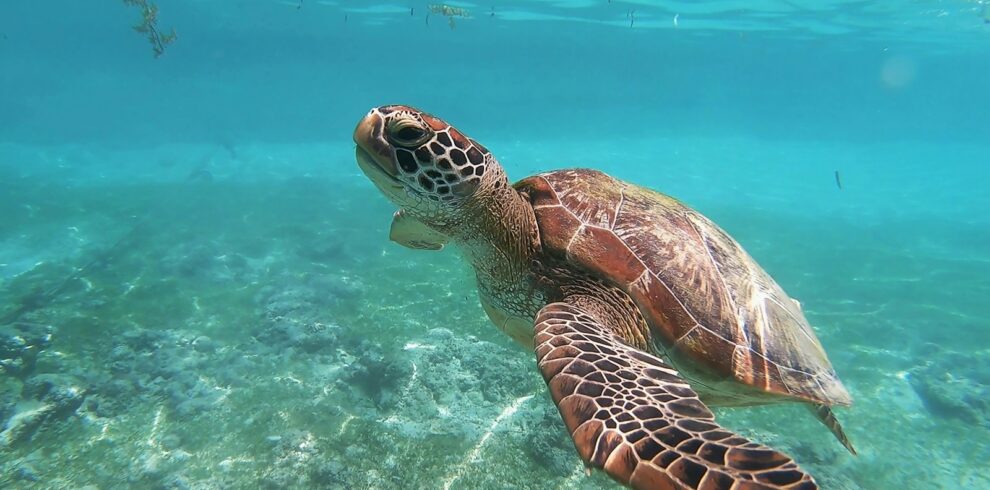 brown sea turtle